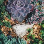 Read more about the article Succulents for Landscaping: Beautiful Large Succulents for the Outdoors