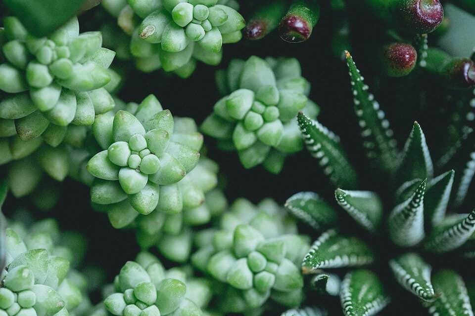 Sedum succulent