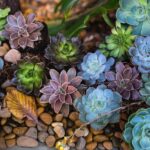 Read more about the article 11 Beautiful Types of Common Succulents You Need In Your Garden