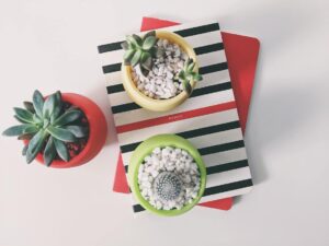 Read more about the article The Best Succulent Pots For Your Indoor Succulent Garden
