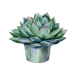 succulent 3 Are succulents safe for pets? Are succulents safe for cats and dogs?