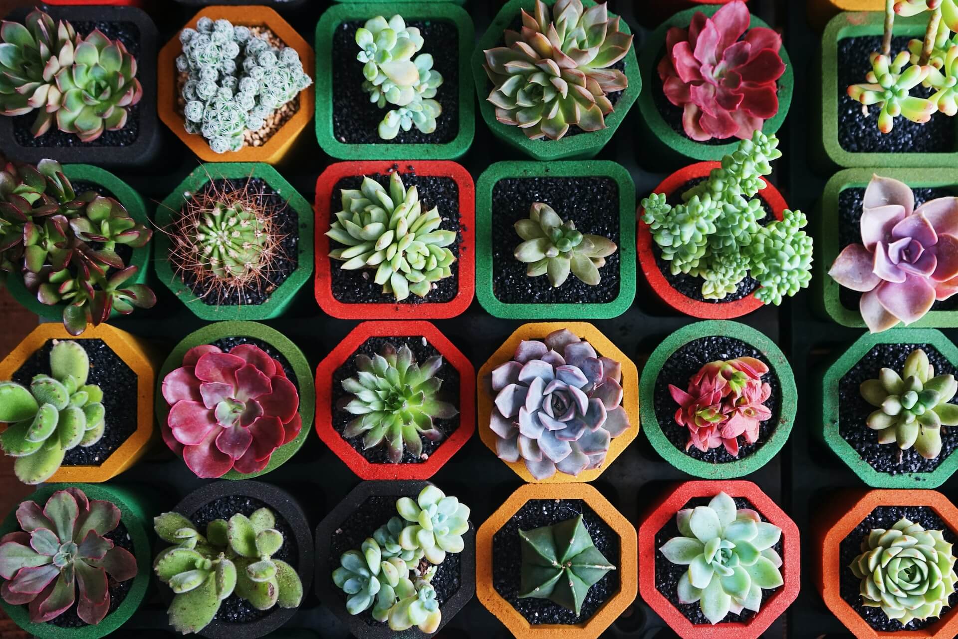 Succulent Care: how to take care of succulents