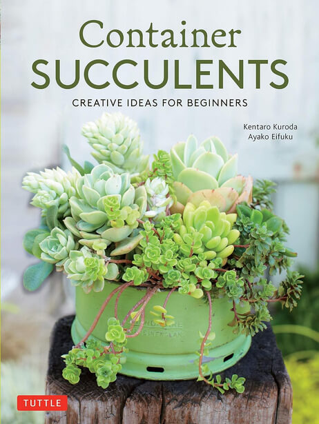 Container Succulents: Creative Ideas for Beginners