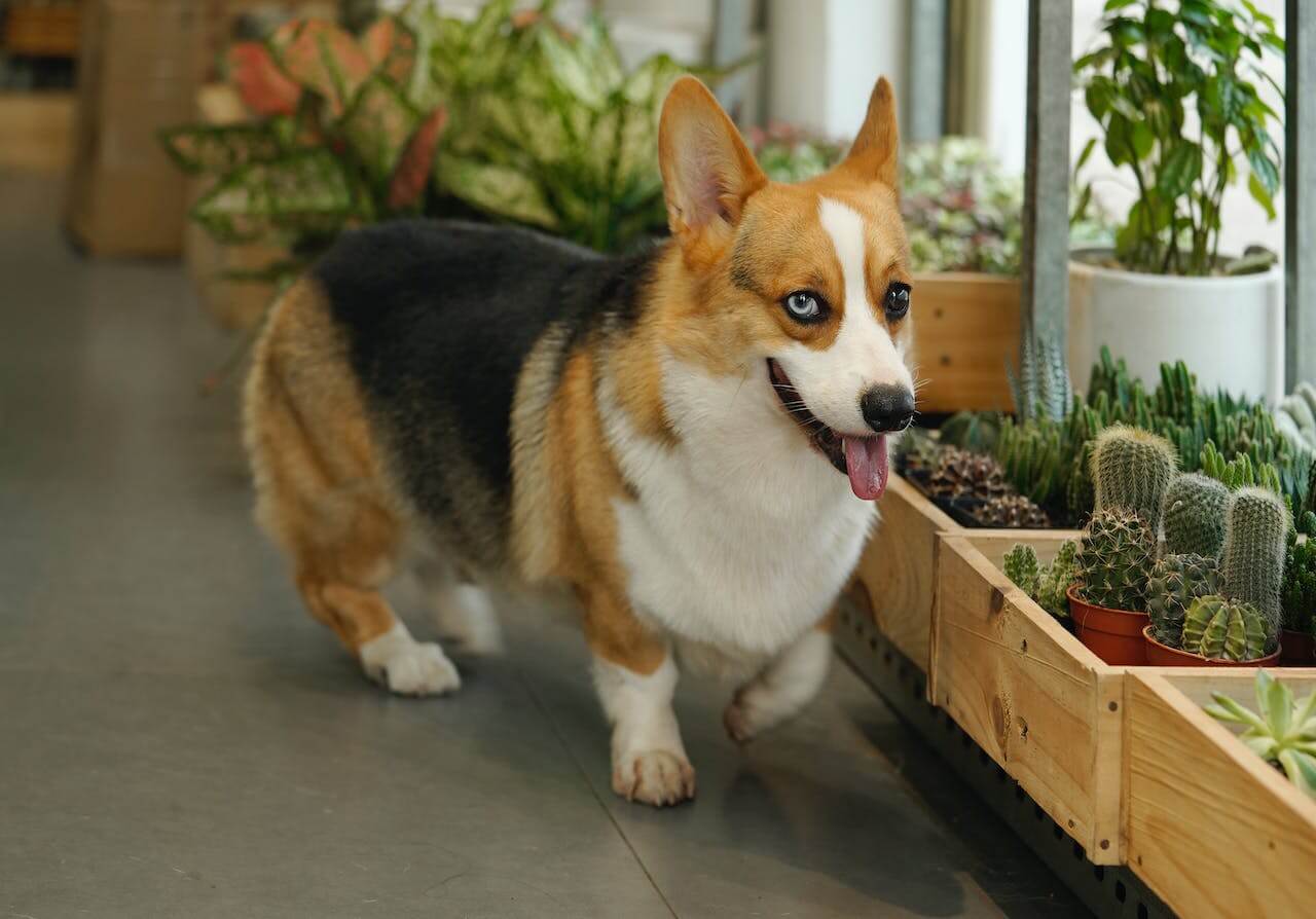 Image showcasing Are Succulents Safe For Pets? • How To Keep Your Pets Safe